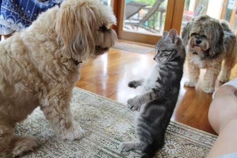 犬と猫どちらも好きな人が集まるトピ♡