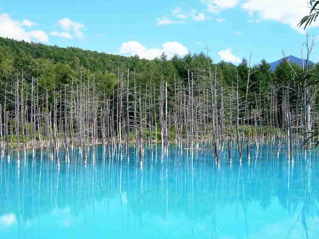 この夏の楽しみは何ですか？