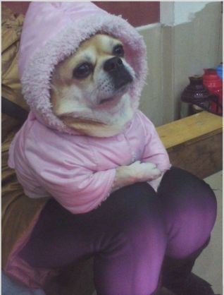ちょっとだけ面白い画像やコピペが集まるトピ