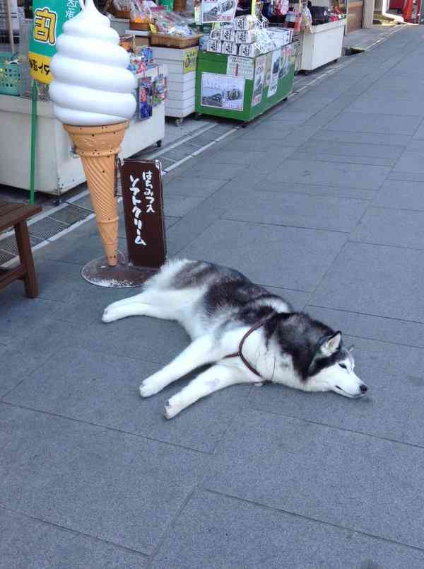 ちょっとだけ面白い画像やコピペが集まるトピ