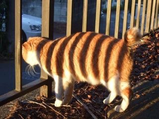 ちょっとだけ面白い画像やコピペが集まるトピ