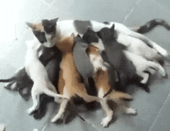 ちょっとだけ面白い画像やコピペが集まるトピ
