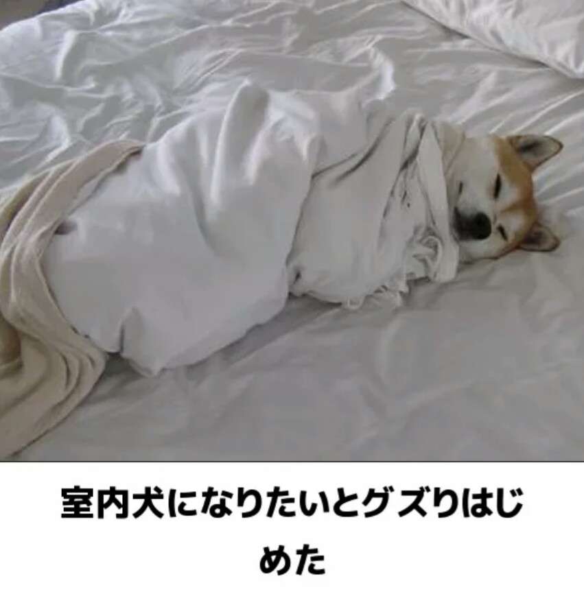 ちょっとだけ面白い画像やコピペが集まるトピ