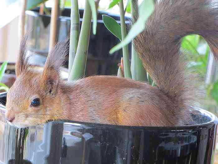 【画像】リスの画像が集まるトピ【動物】