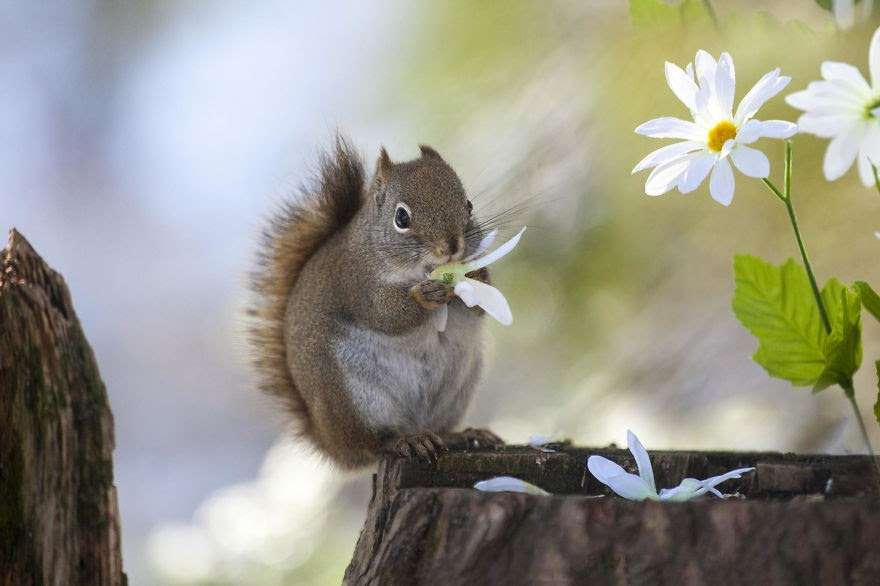 【画像】リスの画像が集まるトピ【動物】