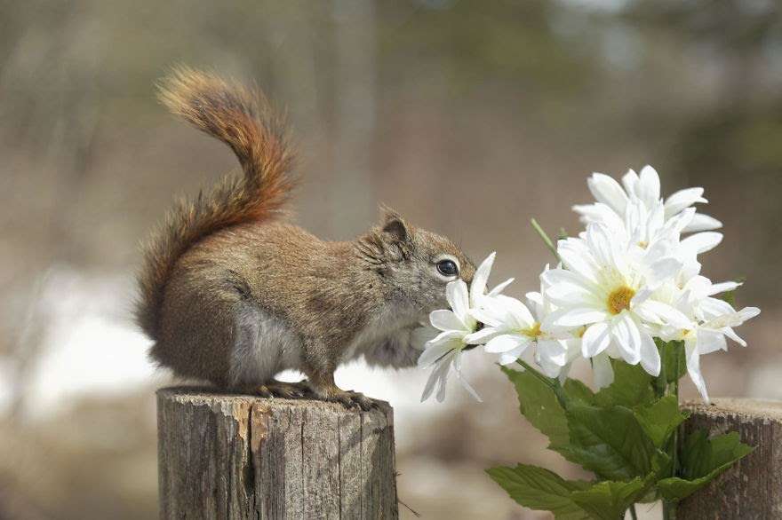 【画像】リスの画像が集まるトピ【動物】
