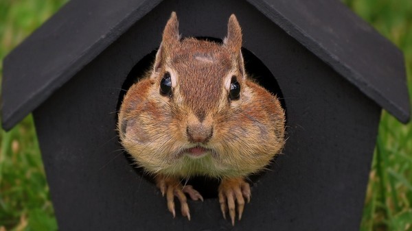 【画像】リスの画像が集まるトピ【動物】