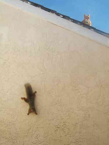 【画像】リスの画像が集まるトピ【動物】