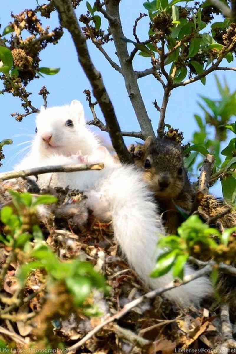 【画像】リスの画像が集まるトピ【動物】