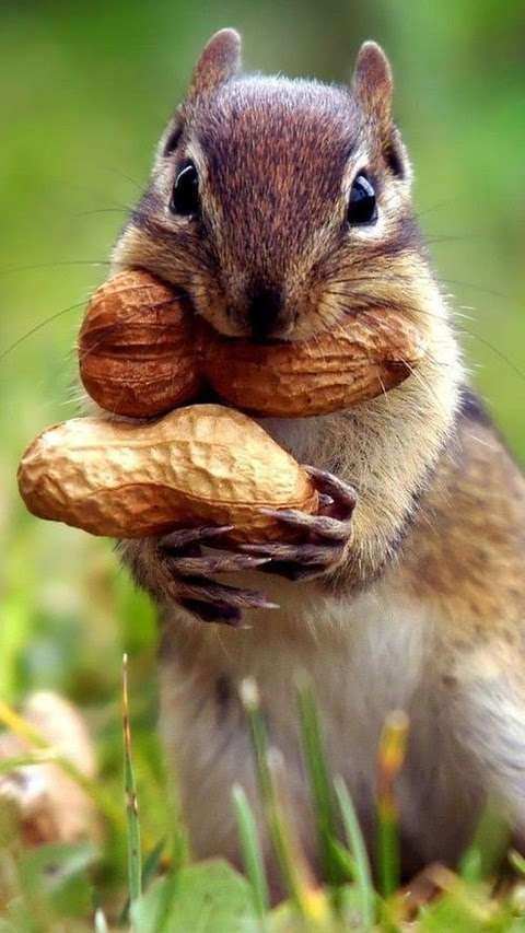 【画像】リスの画像が集まるトピ【動物】