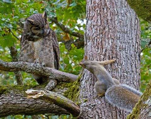 【画像】リスの画像が集まるトピ【動物】