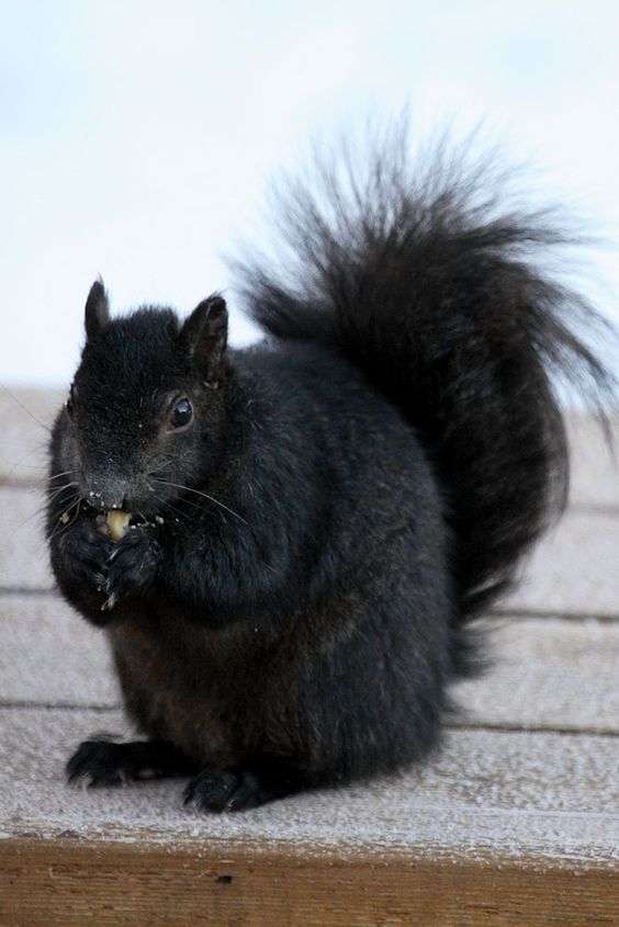 【画像】リスの画像が集まるトピ【動物】