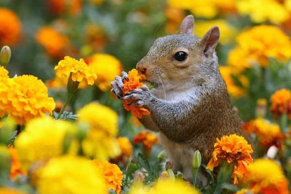 【画像】リスの画像が集まるトピ【動物】