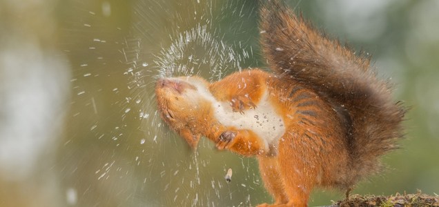 【画像】リスの画像が集まるトピ【動物】