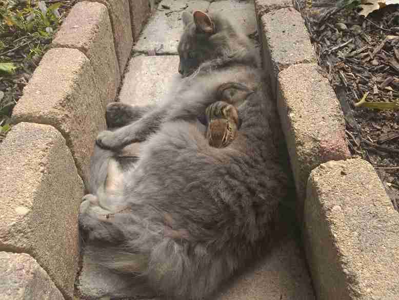 【画像】リスの画像が集まるトピ【動物】