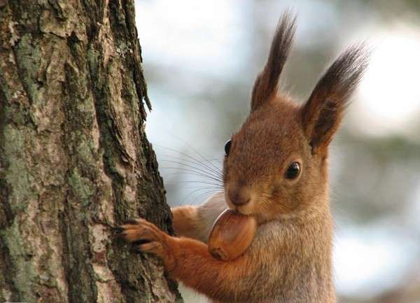 【画像】リスの画像が集まるトピ【動物】