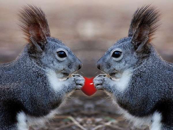 【画像】リスの画像が集まるトピ【動物】