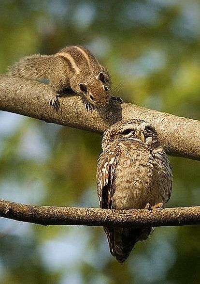 【画像】リスの画像が集まるトピ【動物】