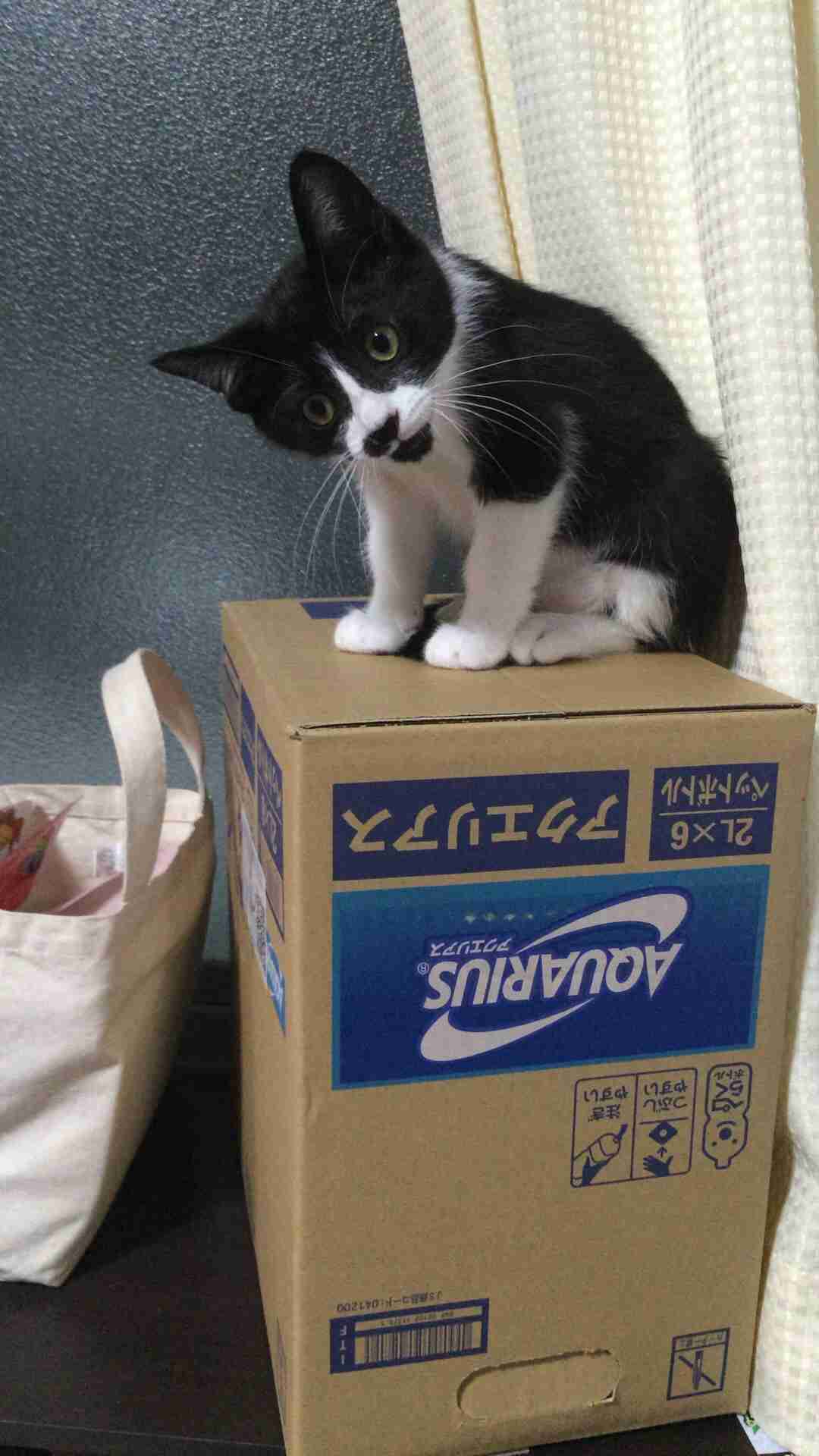猫の可愛い画像下さい