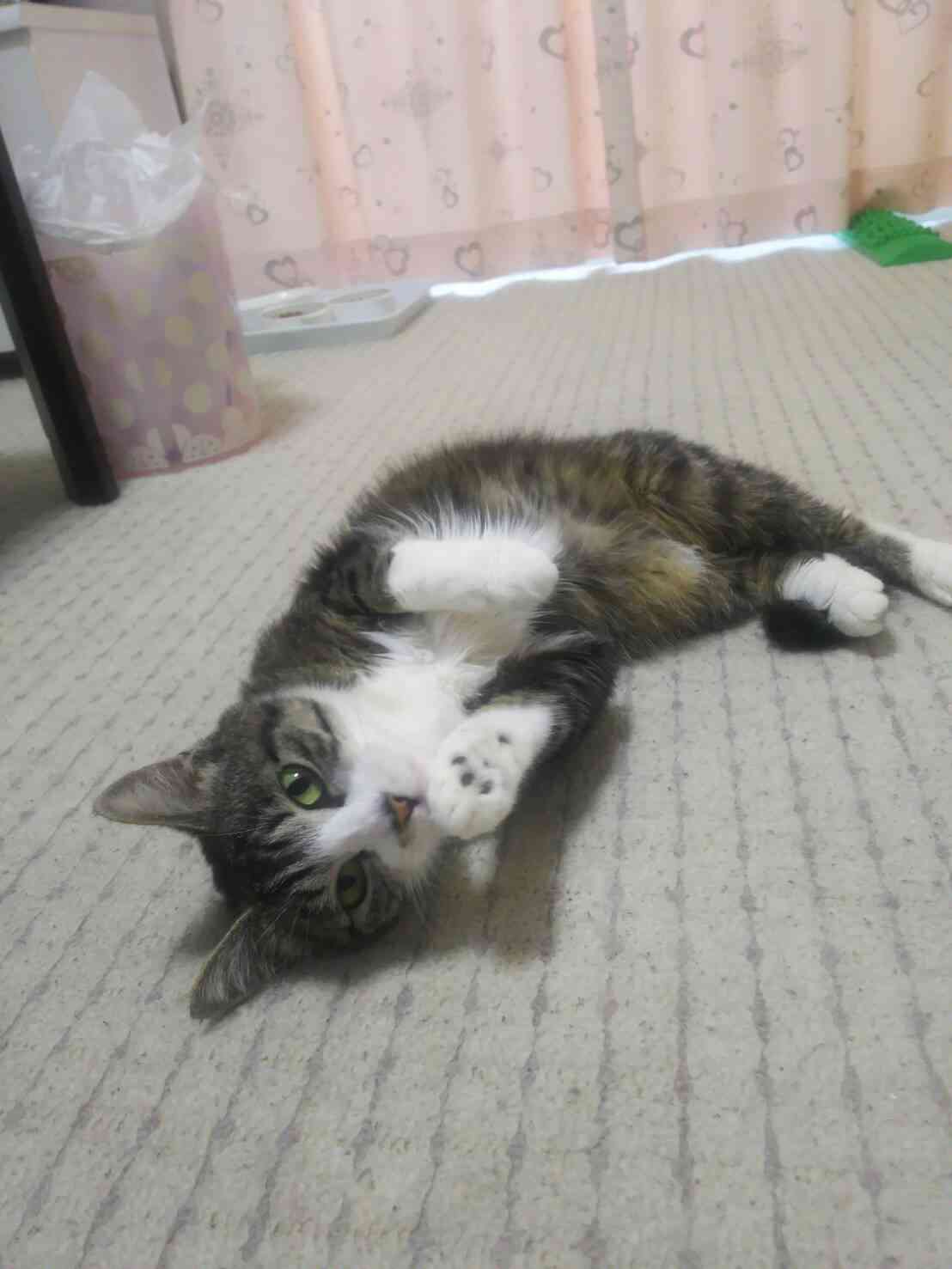 猫の可愛い画像下さい