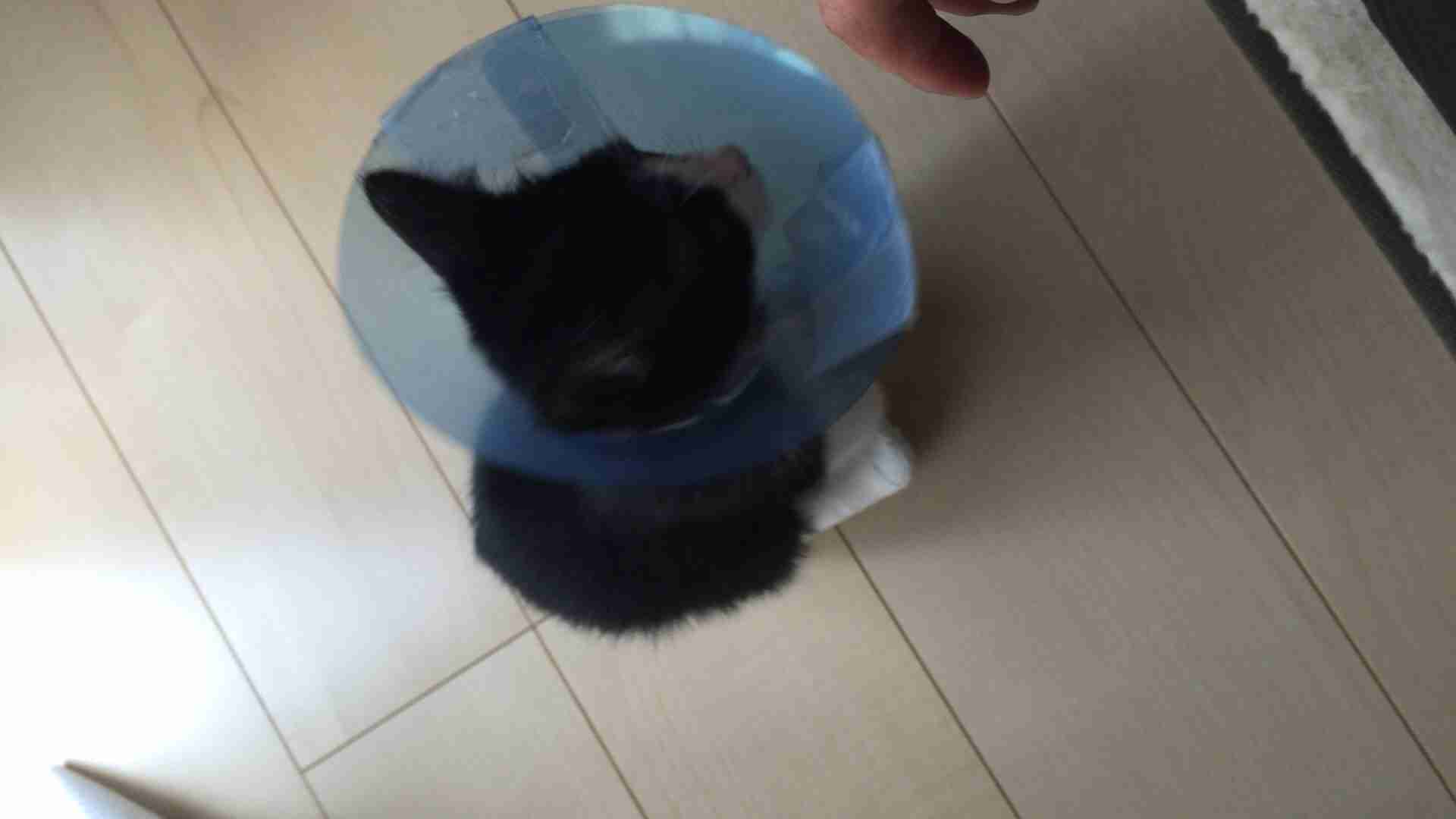 猫の可愛い画像下さい