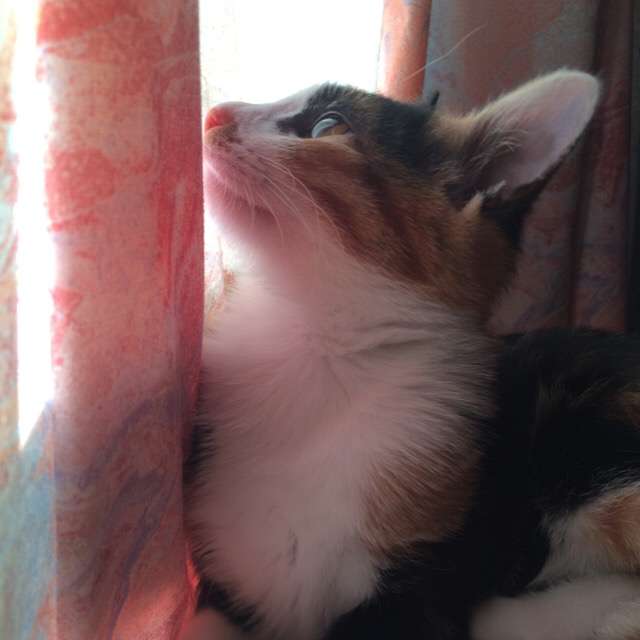 猫の可愛い画像下さい