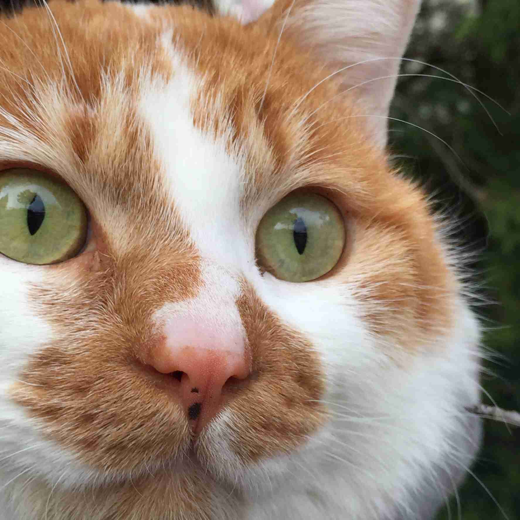 猫の可愛い画像下さい