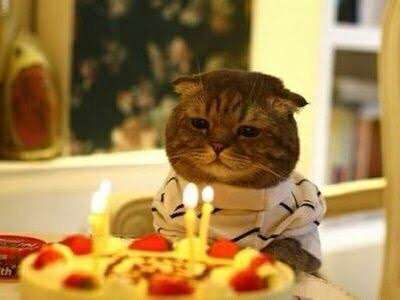 猫の可愛い画像下さい