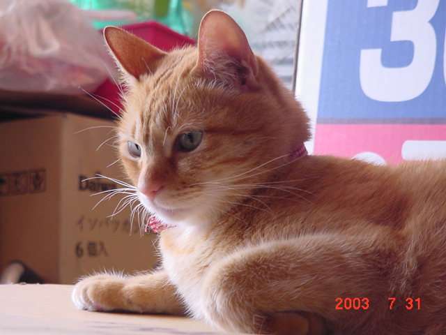 猫の可愛い画像下さい