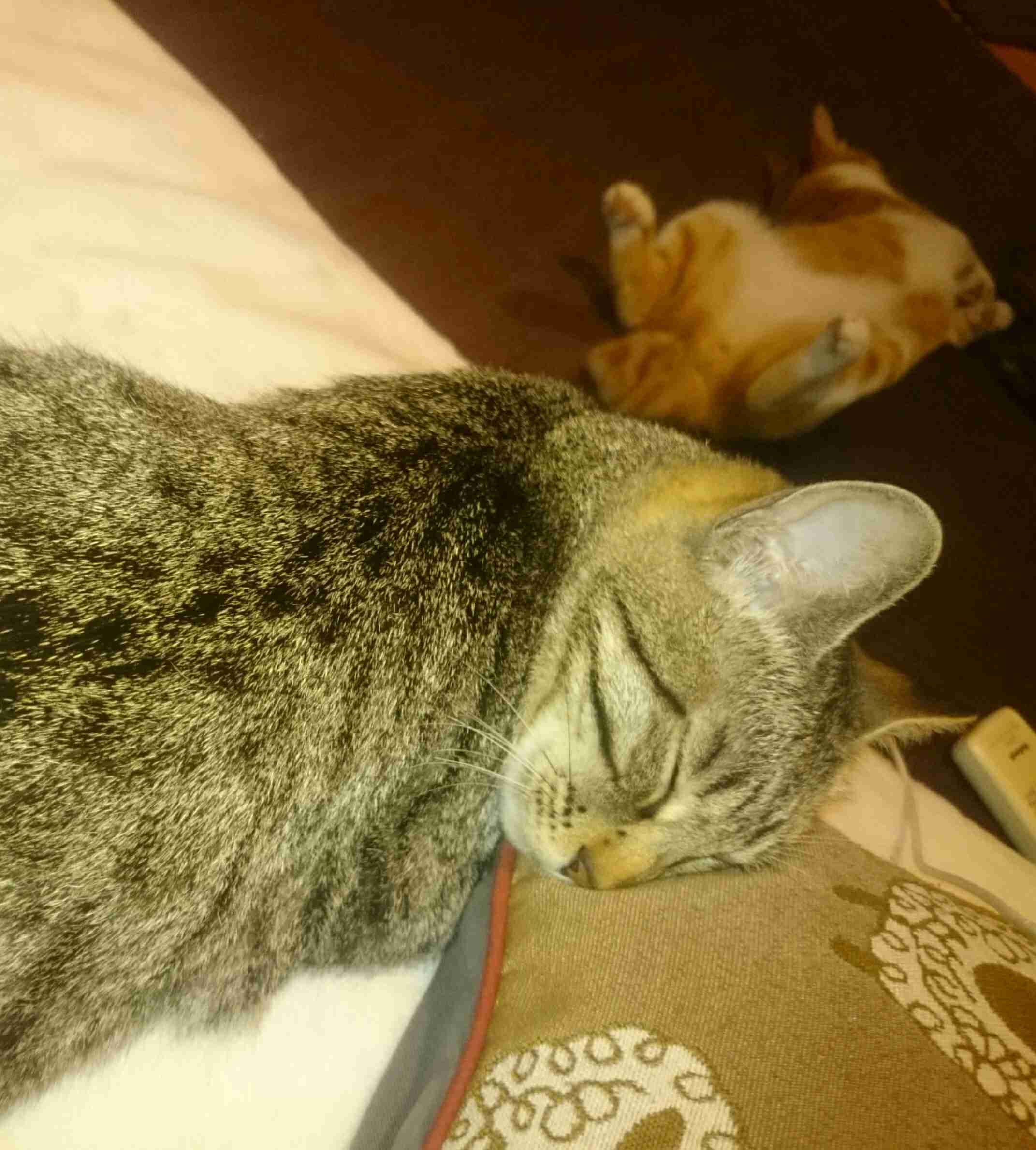 猫の可愛い画像下さい