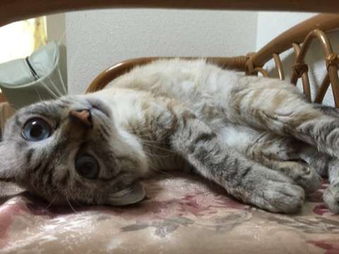 猫の可愛い画像下さい