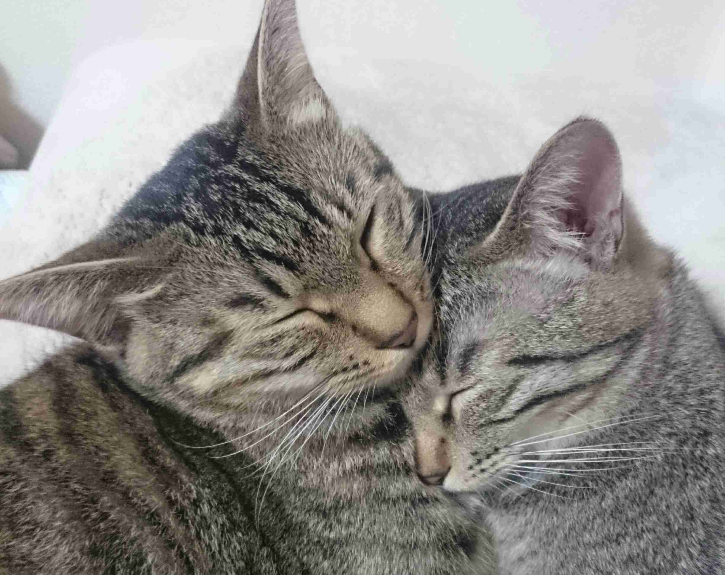 猫の可愛い画像下さい
