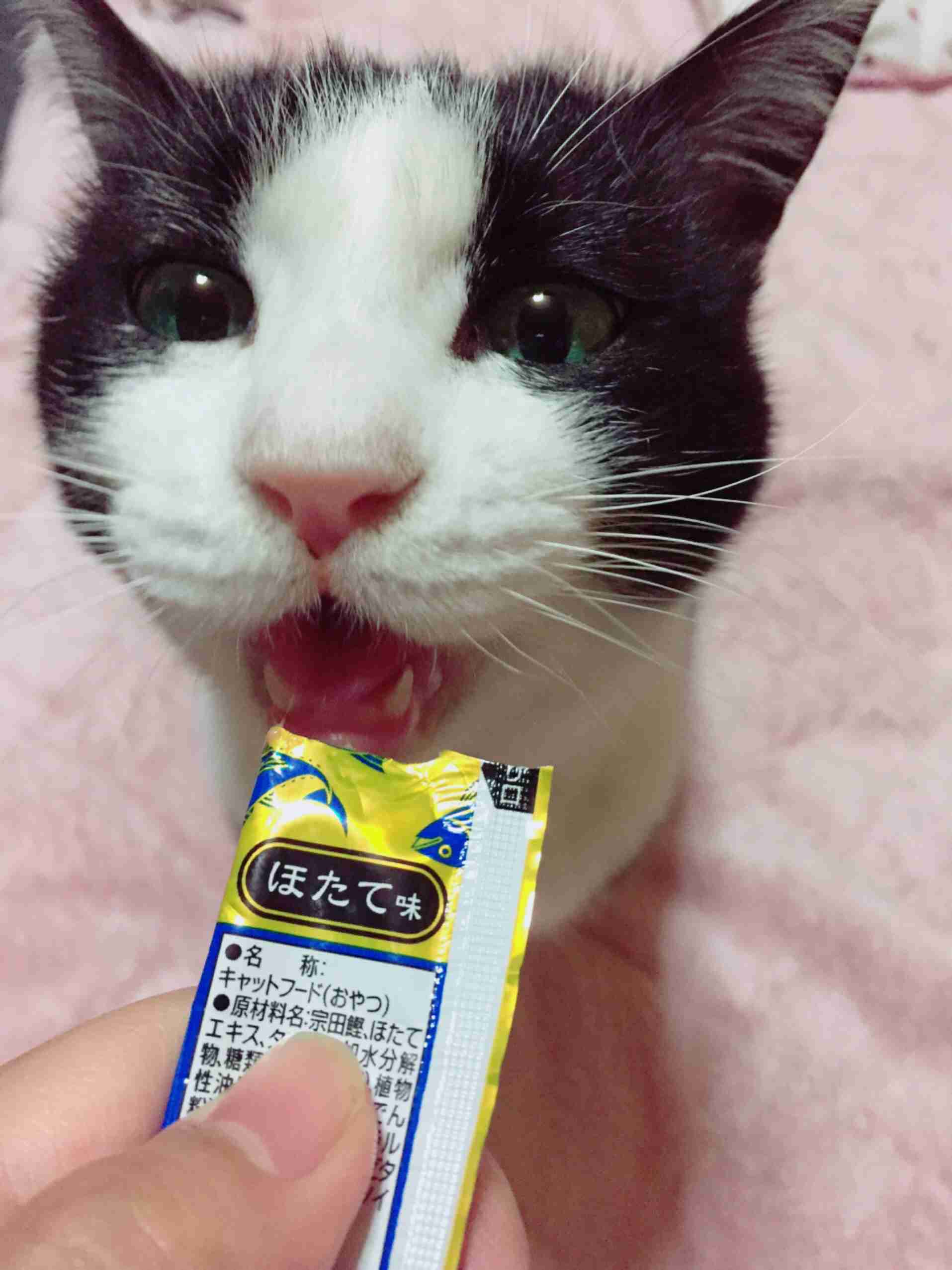 猫の可愛い画像下さい