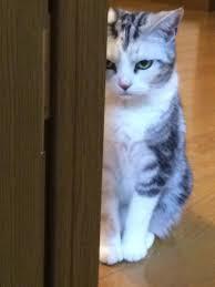 猫の可愛い画像下さい