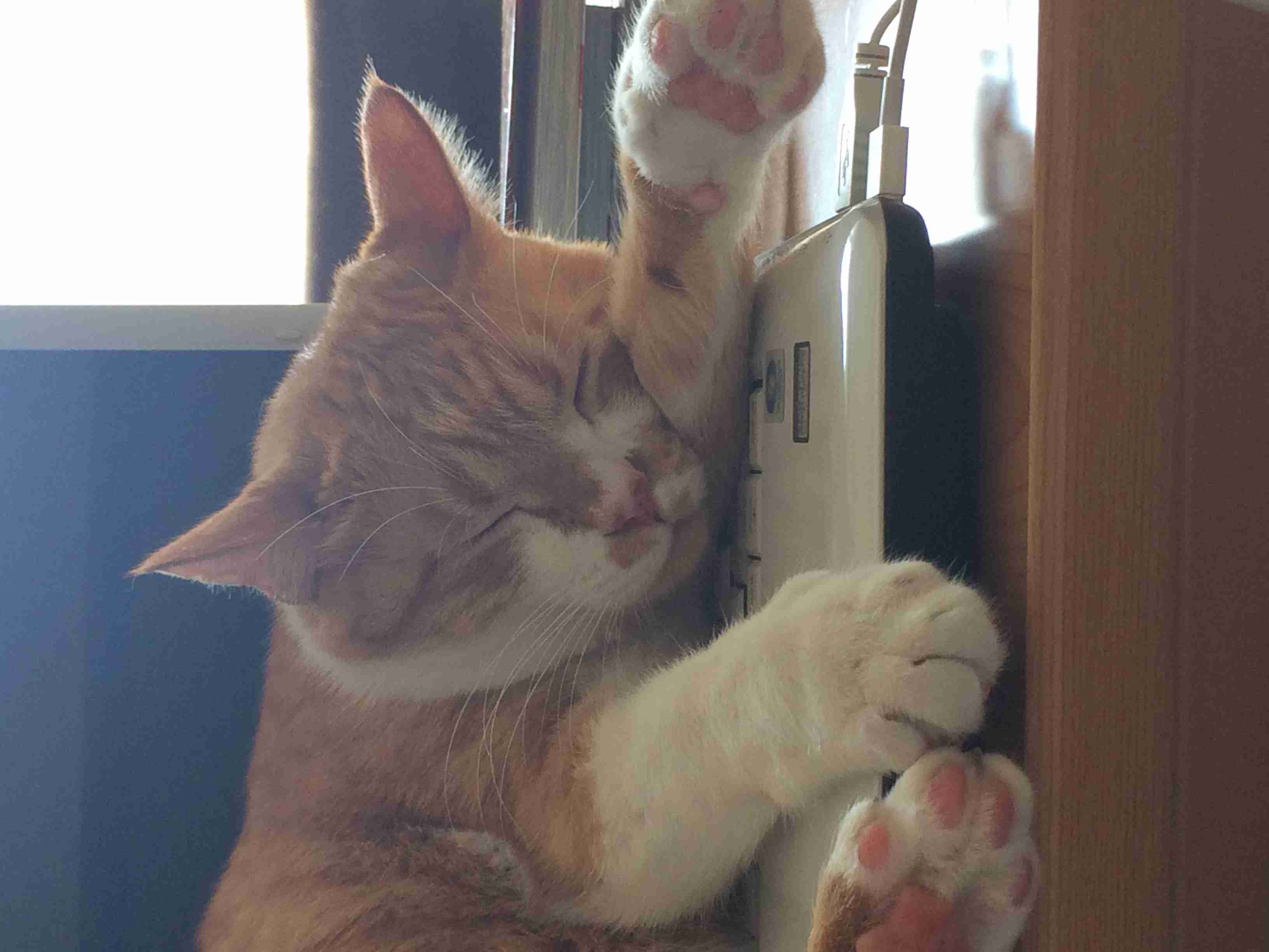 猫の可愛い画像下さい