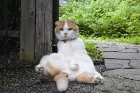 猫の可愛い画像下さい