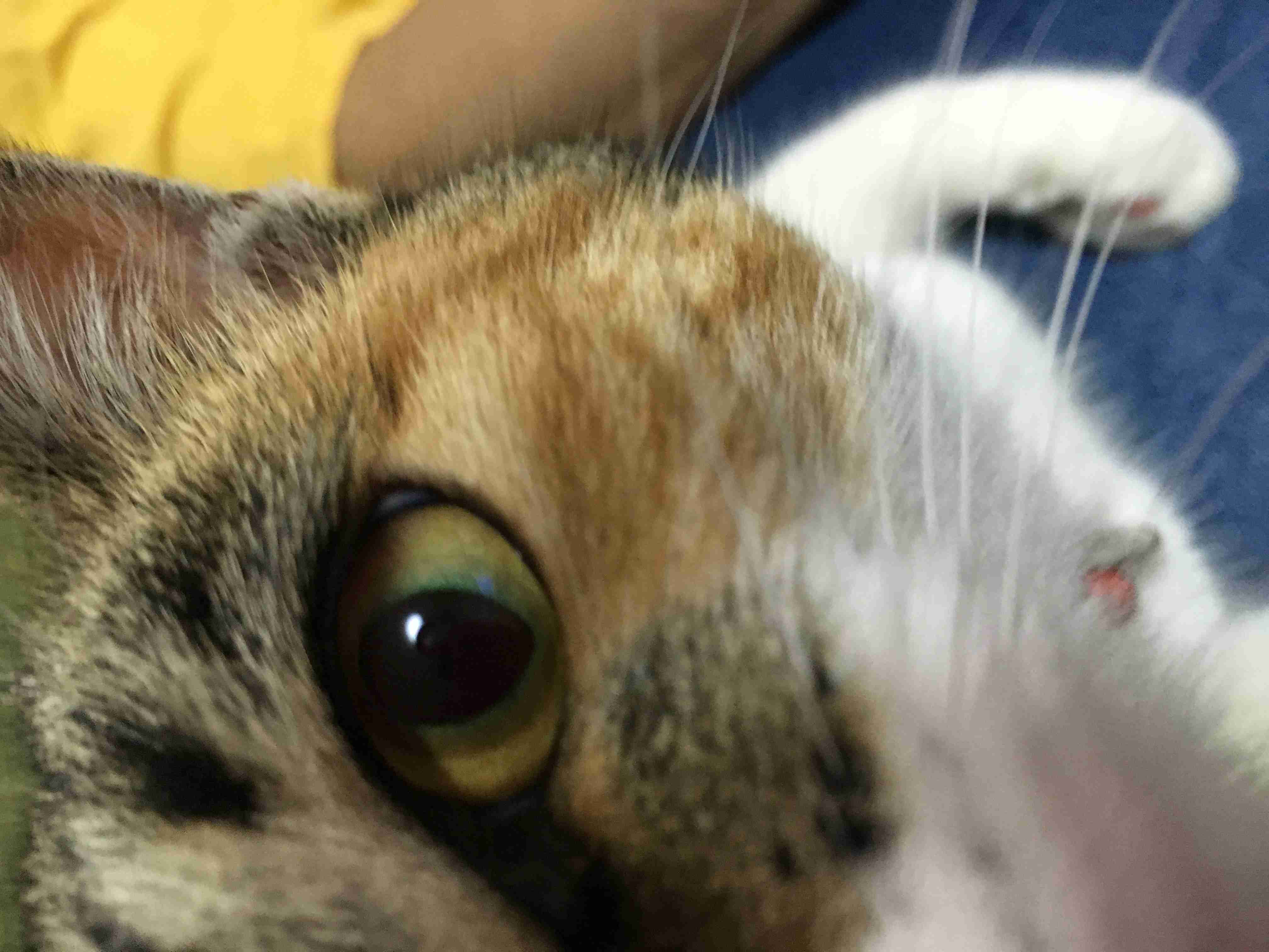 猫の可愛い画像下さい