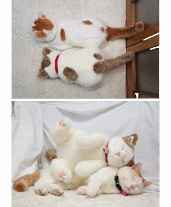 猫の可愛い画像下さい