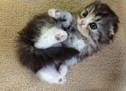 猫の可愛い画像下さい