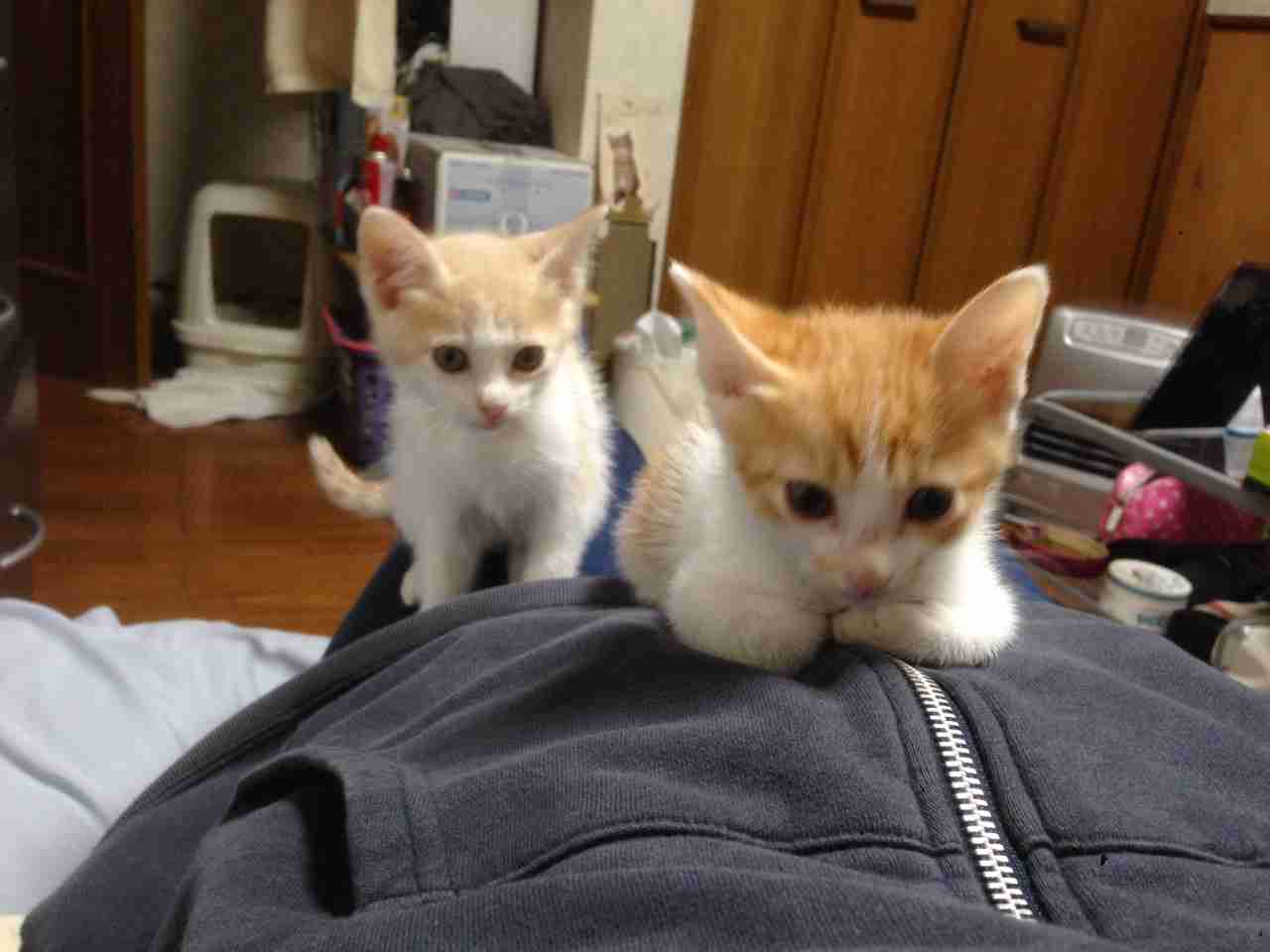 猫の可愛い画像下さい