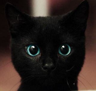 猫の可愛い画像下さい