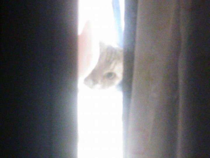 猫の可愛い画像下さい