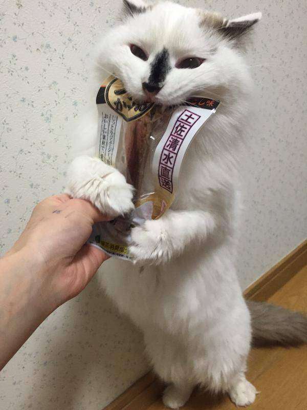 猫の可愛い画像下さい