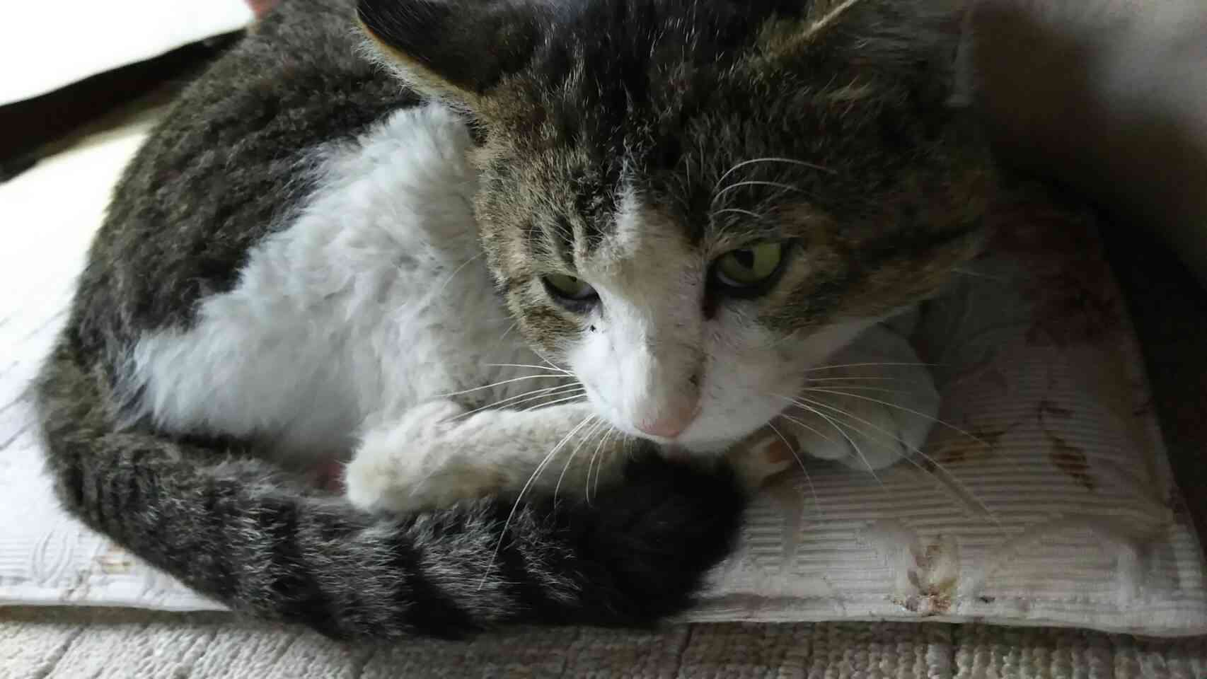猫の可愛い画像下さい
