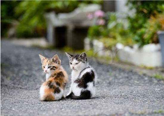 猫の可愛い画像下さい