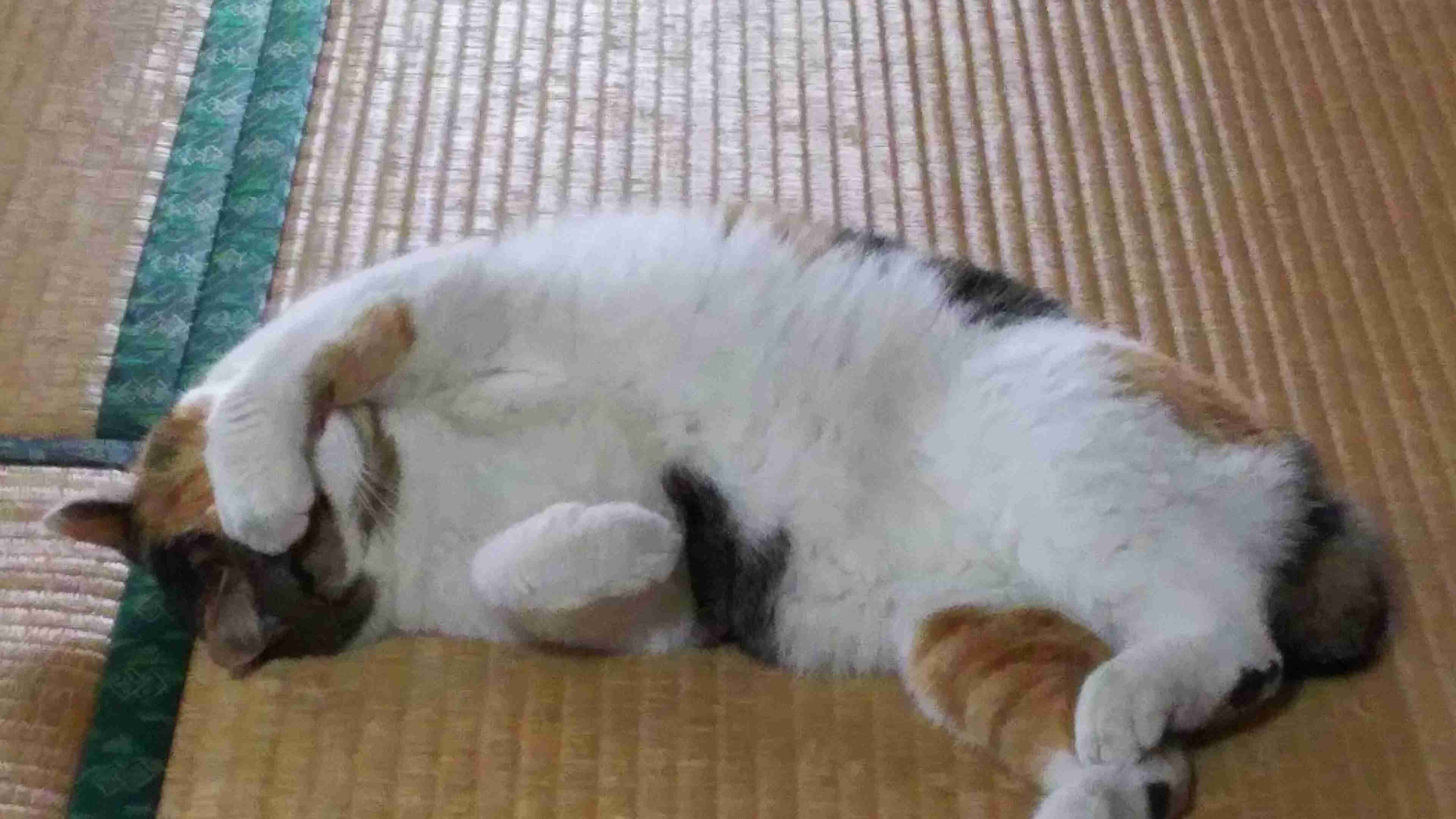 猫の可愛い画像下さい