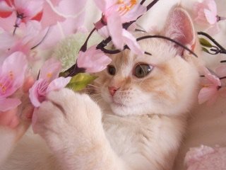 猫の可愛い画像下さい