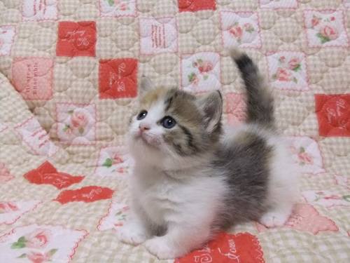 猫の可愛い画像下さい