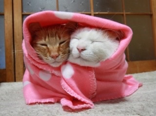 猫の可愛い画像下さい