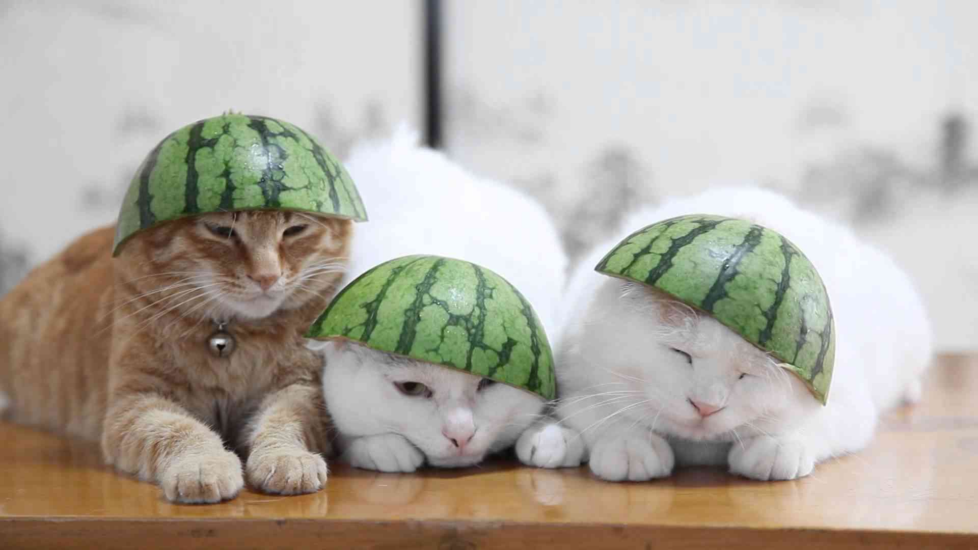 猫の可愛い画像下さい
